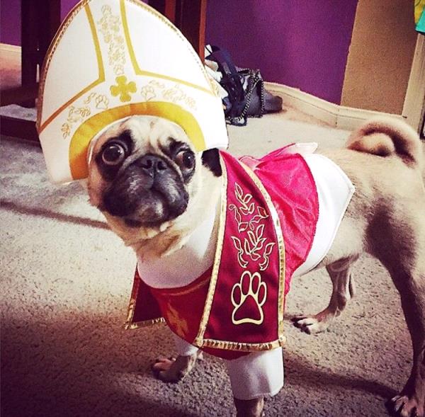 /Images/uploads/PUG NATION RESCUE OF LOS ANGELES/pugnationcalendar/entries/2566.jpg
